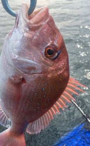 タイの釣果