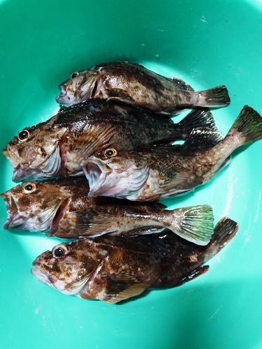 カサゴの釣果