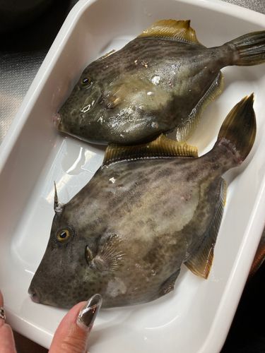 カワハギの釣果