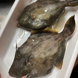 カワハギ