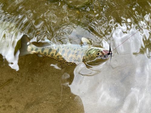ヤマメの釣果