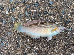 ベラの釣果