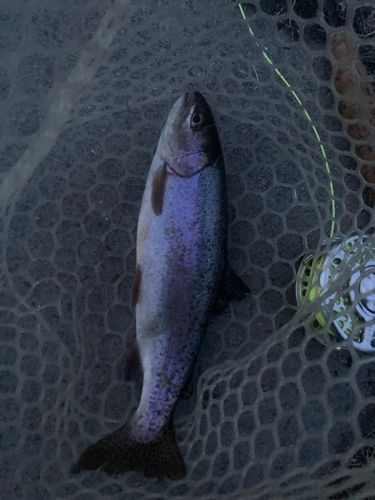 ニジマスの釣果