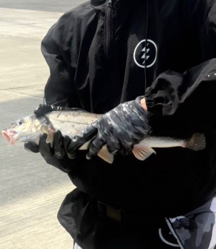 ウグイの釣果