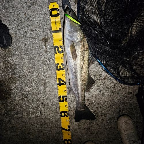 スズキの釣果