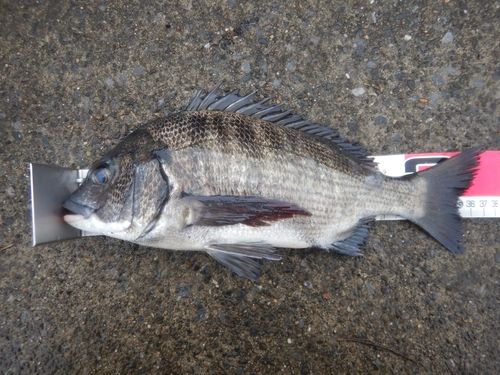 クロダイの釣果