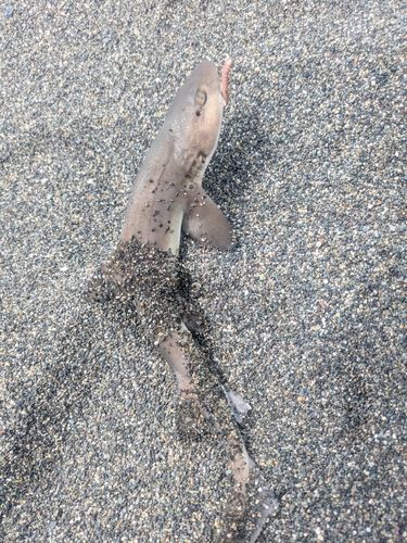 ドチザメの釣果