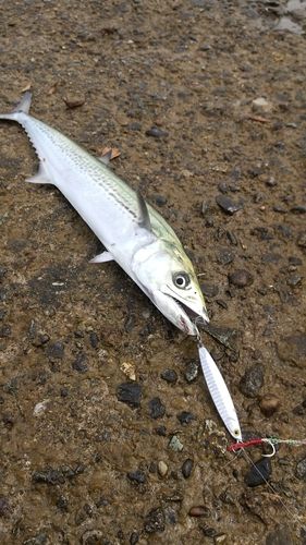サゴシの釣果