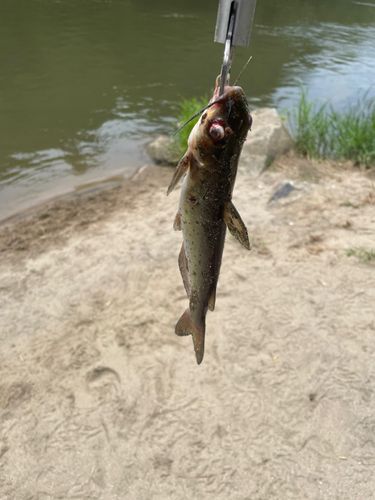 アメリカナマズの釣果