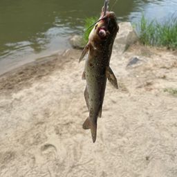 アメリカナマズ