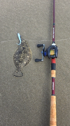 ソゲの釣果