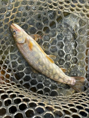 イワナの釣果