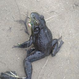 ウシ