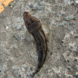 マゴチ
