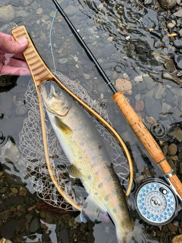 ヤマメの釣果