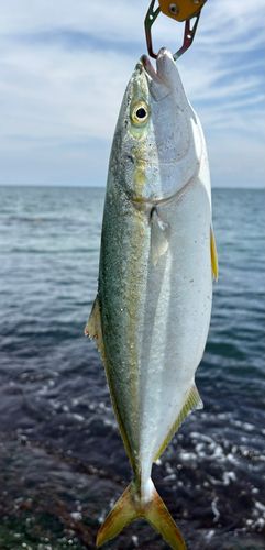 ワカシの釣果