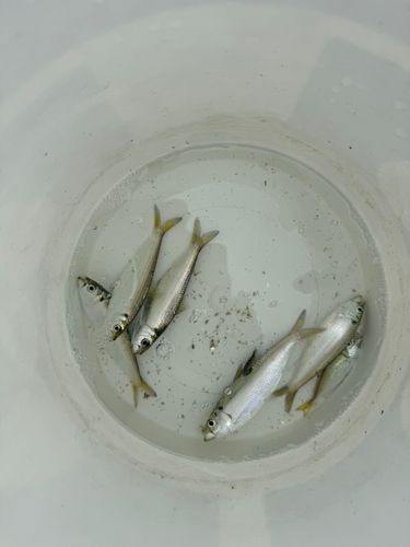 ママカリの釣果