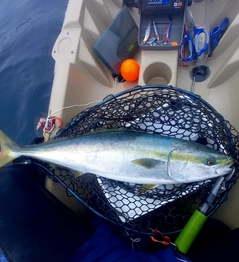 メジロの釣果