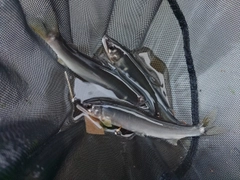 アユの釣果