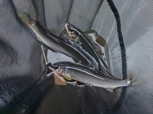 アユの釣果