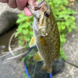 スモールマウスバス