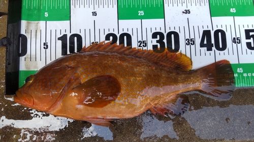 キジハタの釣果