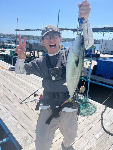 ワラサの釣果