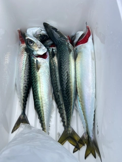 サバの釣果