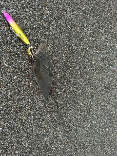 シタビラメの釣果