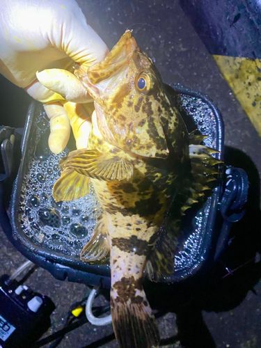 タケノコメバルの釣果