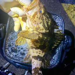 タケノコメバル