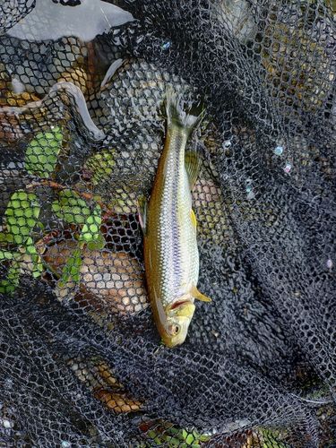 カワムツの釣果
