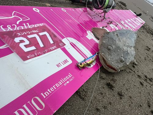マゴチの釣果