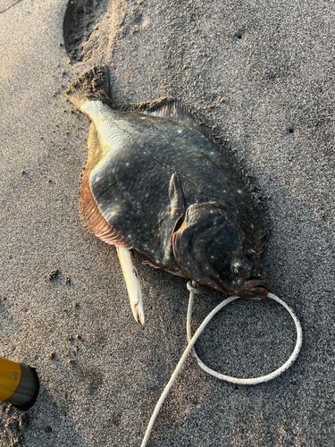イシガレイの釣果