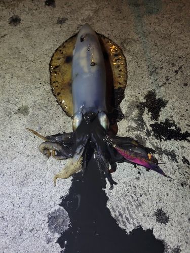 アオリイカの釣果