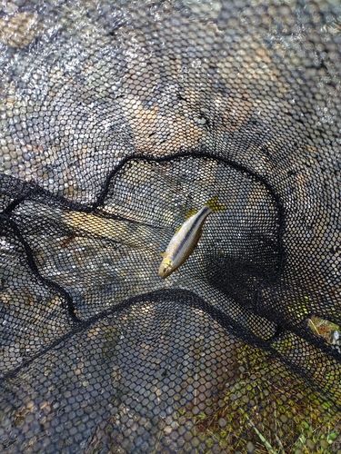 カワムツの釣果