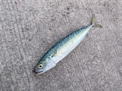 サバの釣果