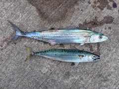 サゴシの釣果
