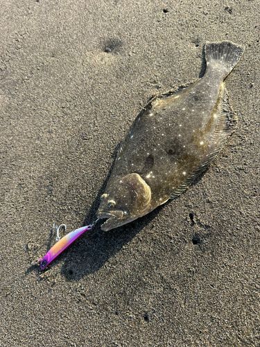 ヒラメの釣果