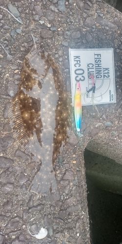 ヒラメ