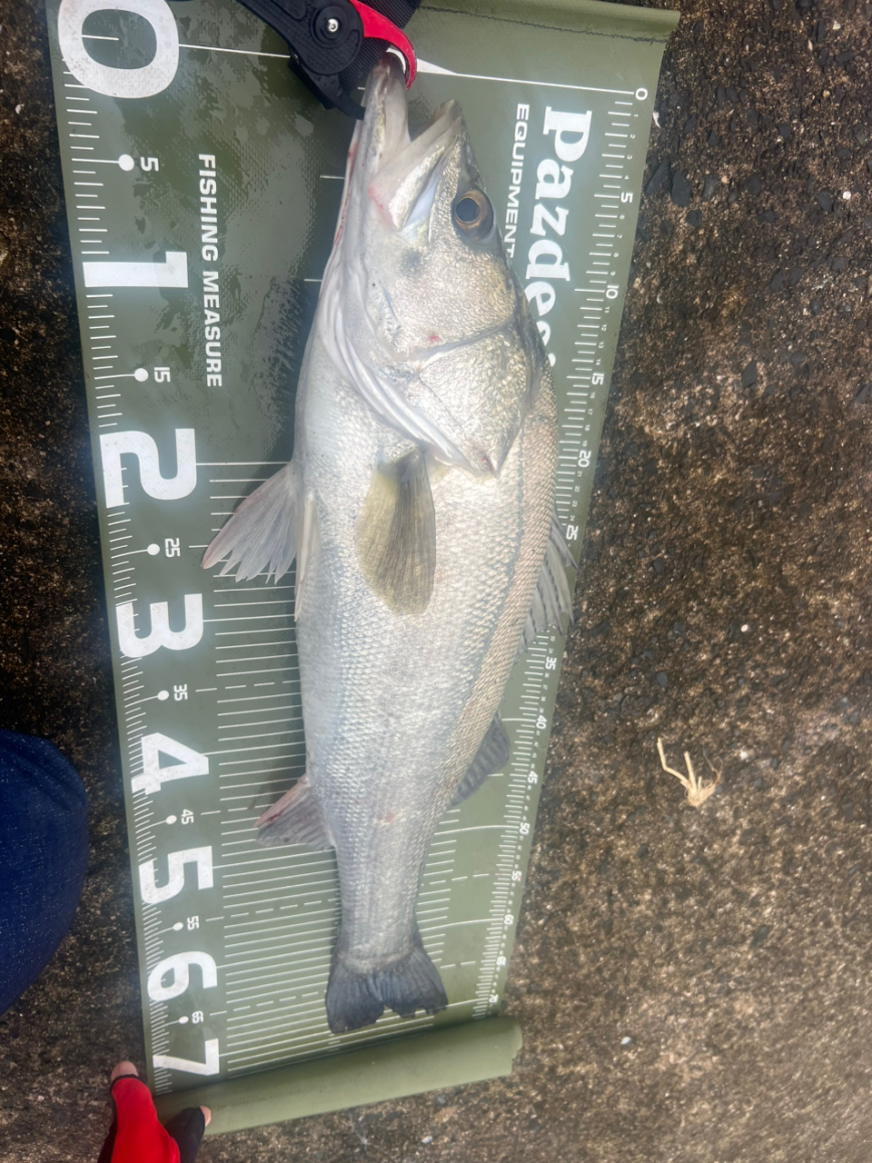 DAIWA 21モアザン ブランジーノ EX AGS 93L/M-Sの最安値