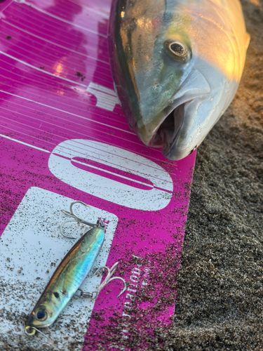 ワラサの釣果