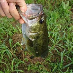 ラージマウスバス