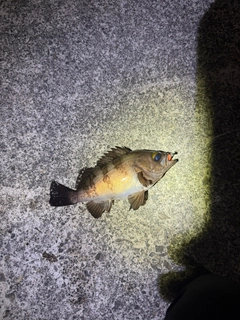 メバルの釣果