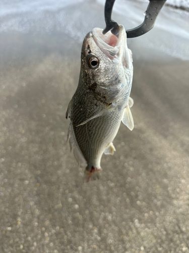 イシモチの釣果
