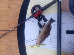 オオモンハタの釣果