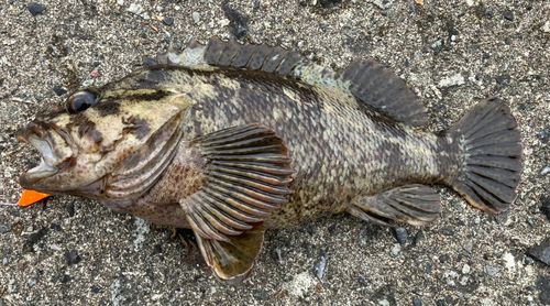 ソイの釣果