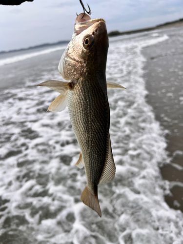 イシモチの釣果