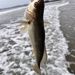 イシモチ