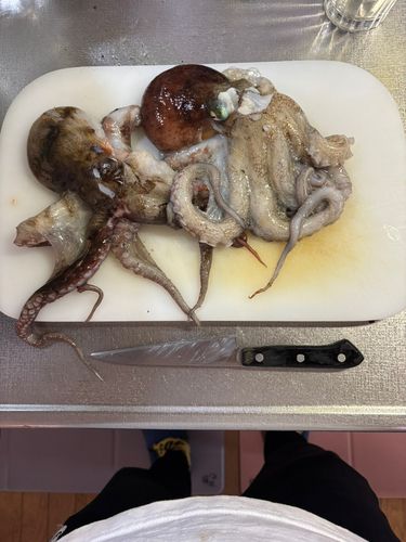 マダコの釣果